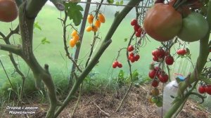 Томат КОСМОНАВТ ВОЛКОВ.