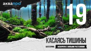 19. Касаясь тишины. Аквариум с живыми растениями
