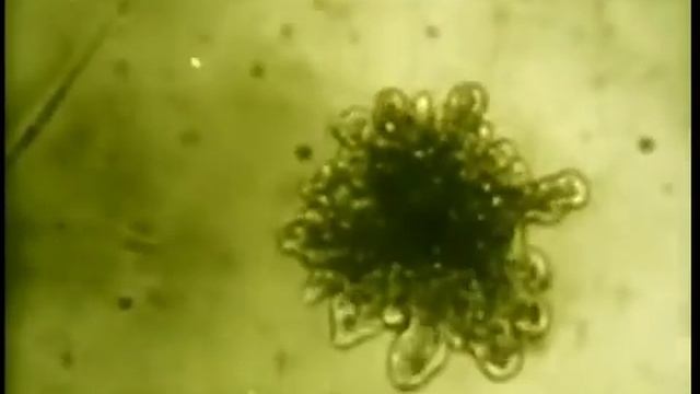 biologiya смотреть онлайн