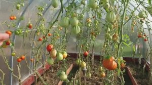 6 соток 8 сентября 2019 года.