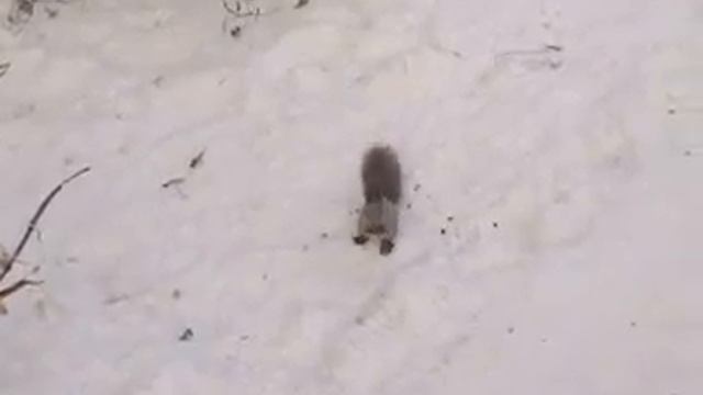 2019-11-28 Забавная белка Сосновоборска кушает семечки смотреть онлайн