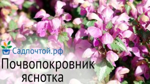 Яснотка пятнистая или крапчатая «Розеум» - зимостойкий и неприхотливый почвопокровный многолетник