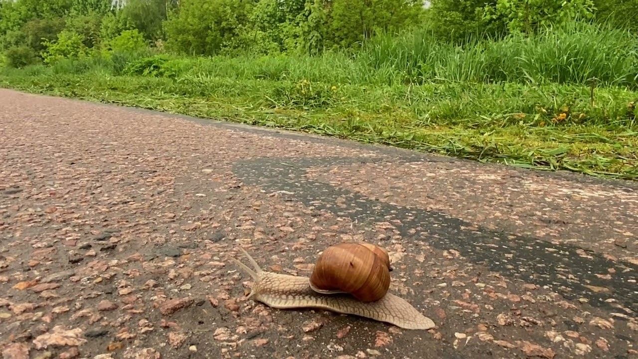 Самостоятельный путь. смотреть онлайн