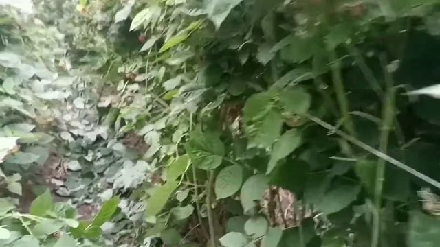 Малинага чеканка жасоо! смотреть онлайн
