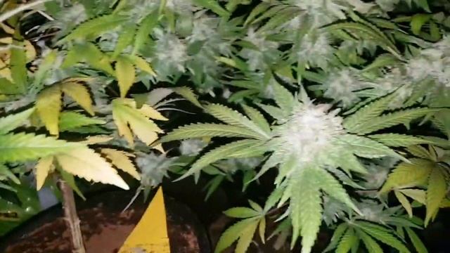 G13 pineapple express so far. How they looking? смотреть онлайн
