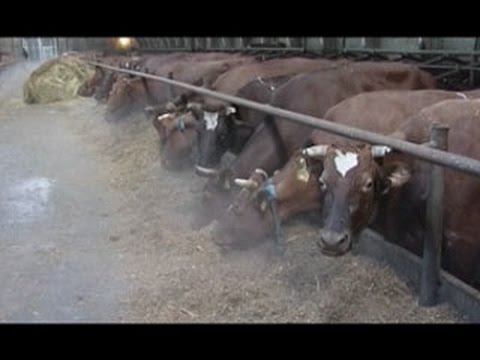 "Местные жители" (01.03.2016) смотреть онлайн