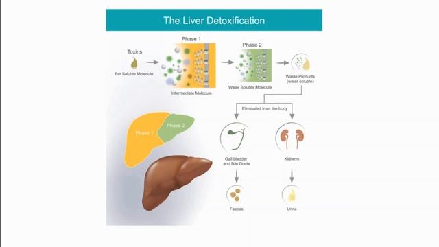 Detoxification Methods смотреть онлайн
