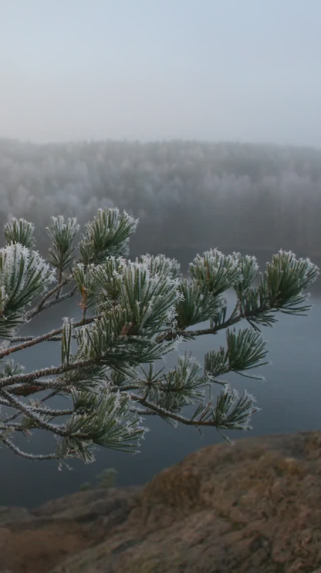 Карельский перешеек 2007. Иней на ветках сосен. Большие скалы. Ноябрь 2007г #ястребиное #иней.mp4 смотреть онлайн