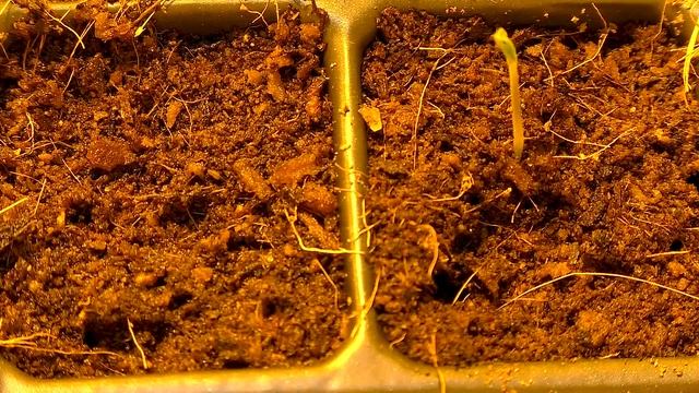 Всходы рассады смотреть онлайн