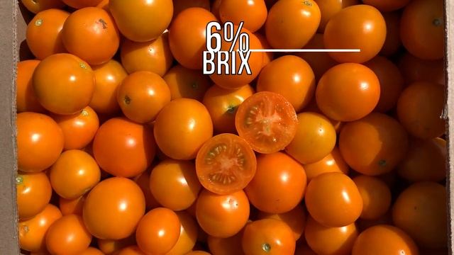 Томат Пито F1. Сортоиспытание от Аллеи Вкуса смотреть онлайн