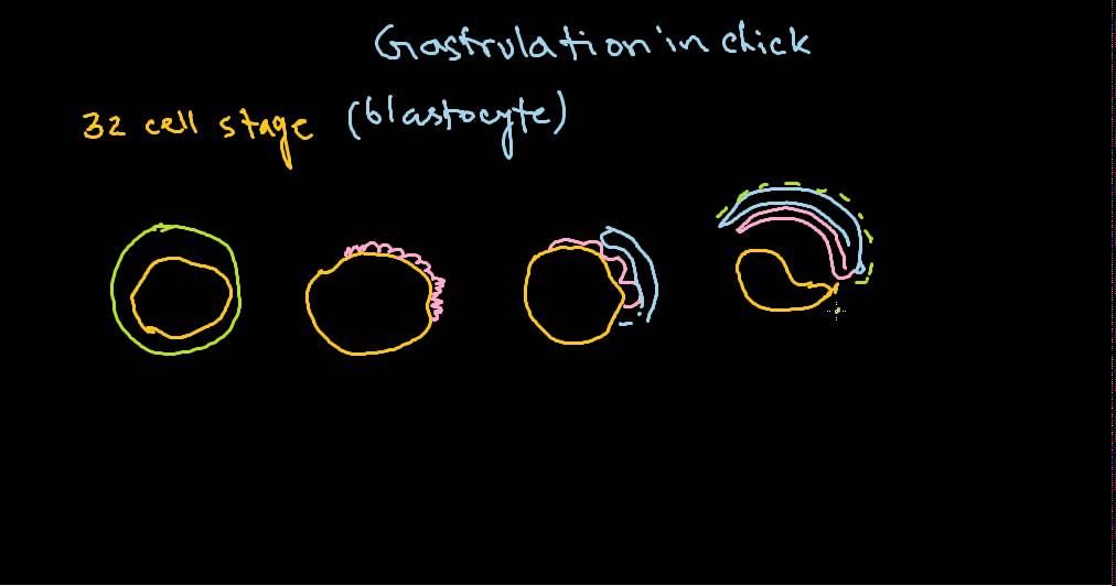 Developmental biology part 9 : Gastrulation in chick смотреть онлайн