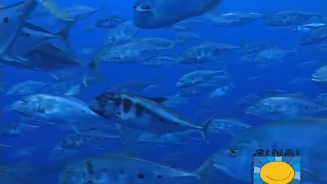 Копия видео VTS 02 1 смотреть онлайн