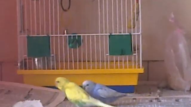танцы попугаев смотреть онлайн