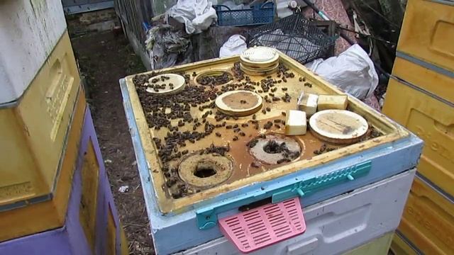 проблема с пчелами перед началом зимовки 28.11.2024 смотреть онлайн