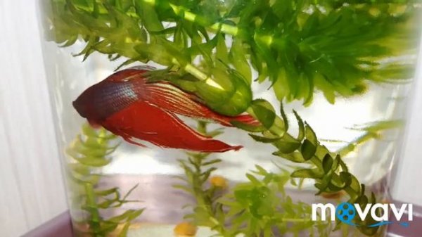 РЕАКЦИЯ петушка НА его ОТРАЖЕНИЕ в зеркале // готовиться к бою!