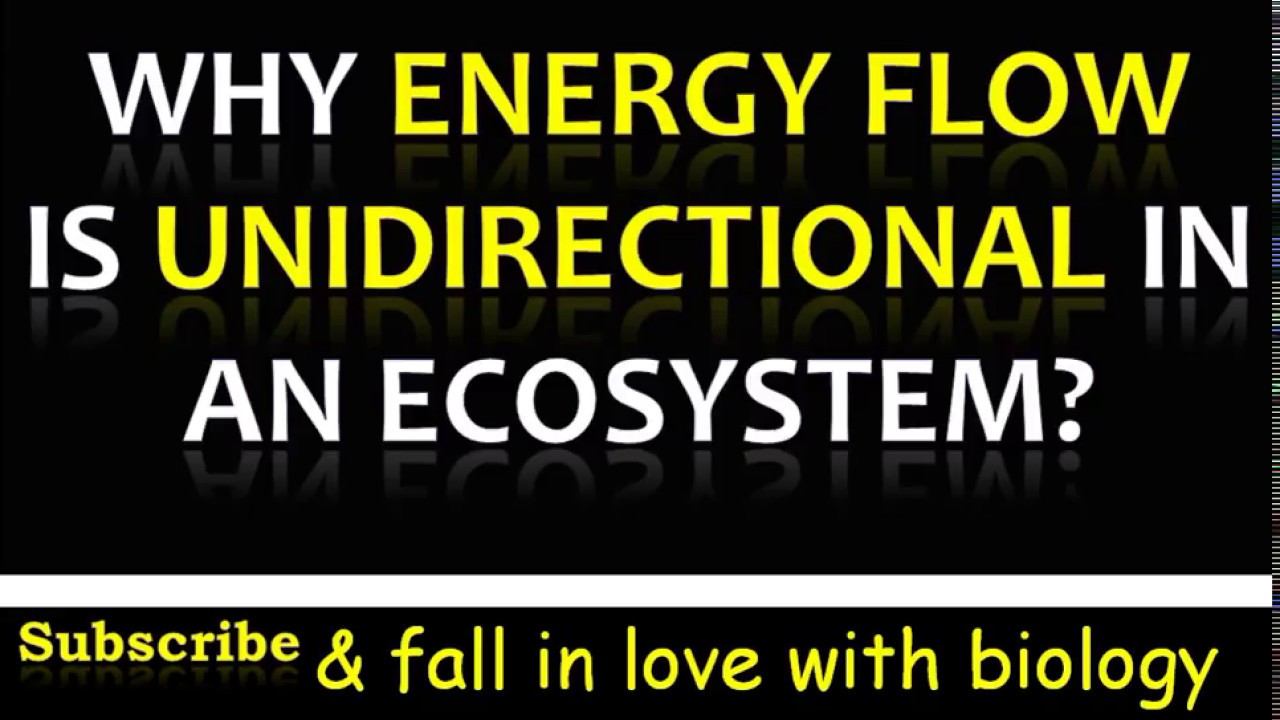 Why is Energy flow Unidirectional in an Ecosystem? 3 minute video смотреть онлайн