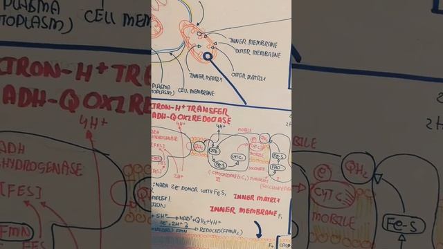 physiology of mitochondria watch now @umerfarooqbiology7083 смотреть онлайн