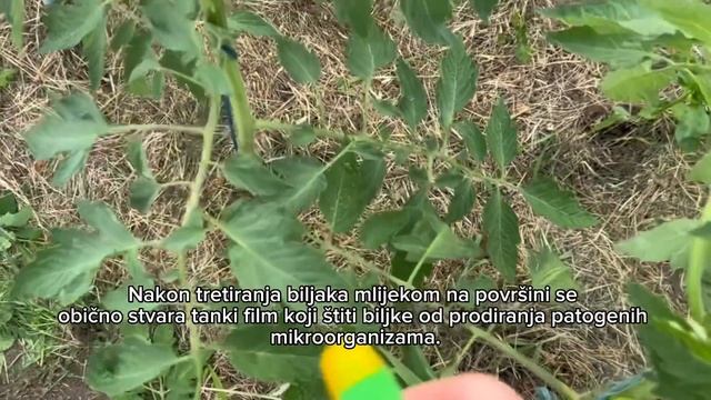 NAJJAČA ORGANSKA PRIHRANA! Vaše biljke više neće biti bolesne, povrće berite do zime! смотреть онлайн