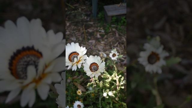 African Daisy #sciencefacts #biology #nature смотреть онлайн