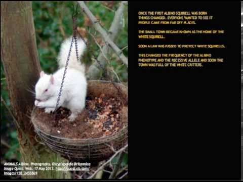 The Hardy Weinberg Principle- The Mysterious Albino Squirrel смотреть онлайн