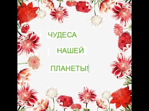 Чудеса нашей планеты. смотреть онлайн