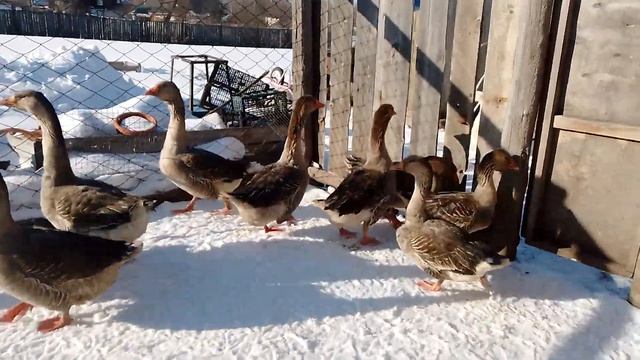 Вот родительское стадо 💋 смотреть онлайн