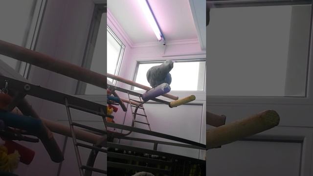 ч 1 Тоша из Сургута АЯЯЯЙ ОЛЯЛЯ смотреть онлайн