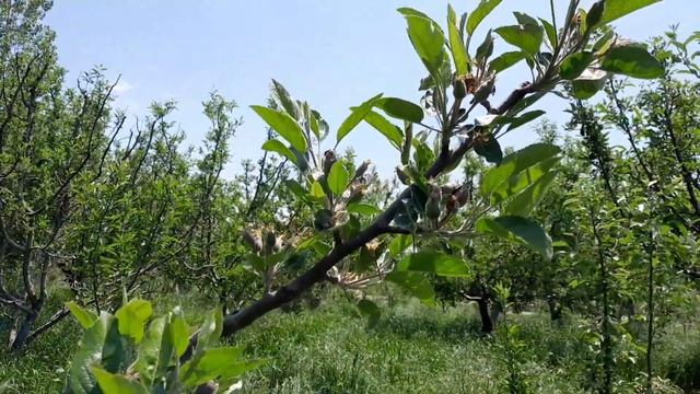 meri orchard mai itna acha fruit set kaise 🤔 || 100% Natura pollination @kashmirvalleyfarming смотреть онлайн