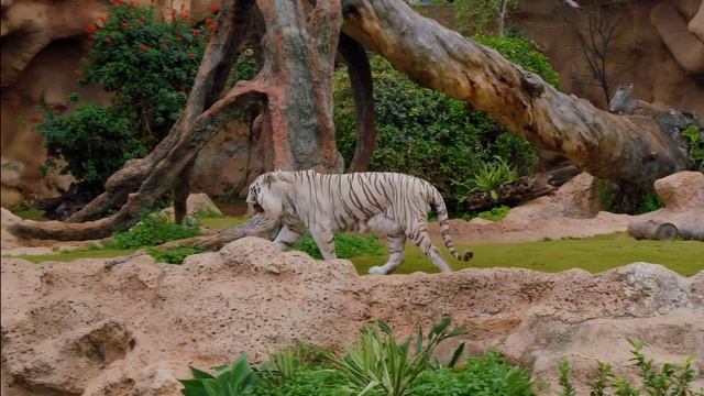 Are WHITE Tigers bigger than normal TIGERS? 🐅(How rare are?) 11 Interesting Facts about White Tiger смотреть онлайн