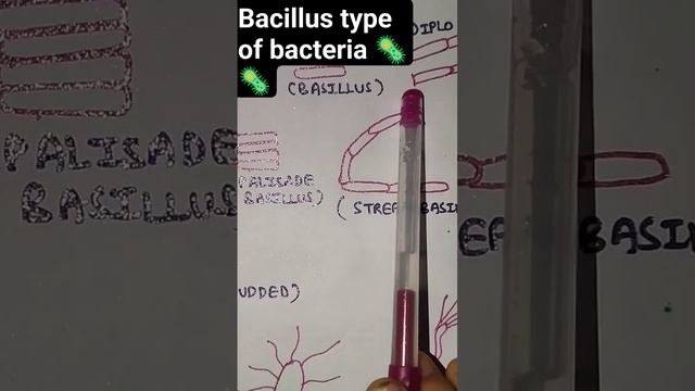 #biology#neet #science #bacteria#microbiology #microbes#prokaryotes #prokaryoticcells #youtubeshort смотреть онлайн