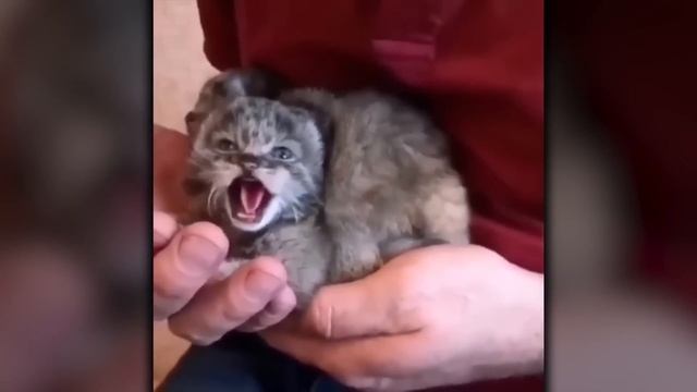 Man Finds Kittens On His Farm, Then Shocked When He Discovers They Aren't Ordinary House Cats! смотреть онлайн