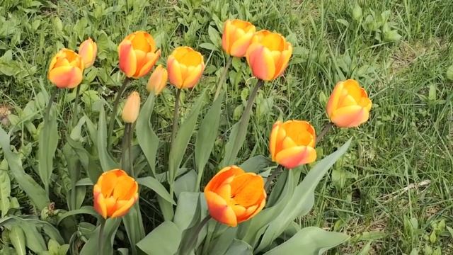 Ритуал - онлайн На прорыв и успех в жизни на цветущую степь. К Тенгри. смотреть онлайн