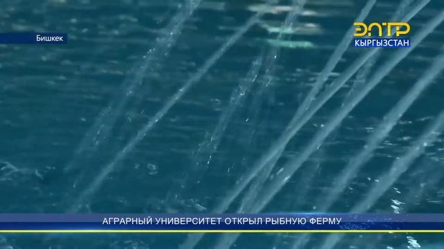 АГРАРНЫЙ УНИВЕРСИТЕТ ОТКРЫЛ РЫБНУЮ ФЕРМУ смотреть онлайн