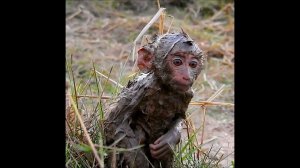 Million Million Sad!! Extremally hurt while baby Lora falls in too buffalo puddle | Wild life