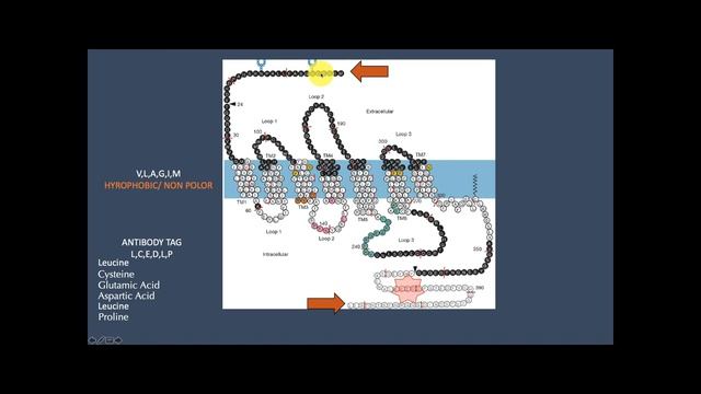 ExBio Chapter 1A Amino Acids, Peptides and Proteins смотреть онлайн