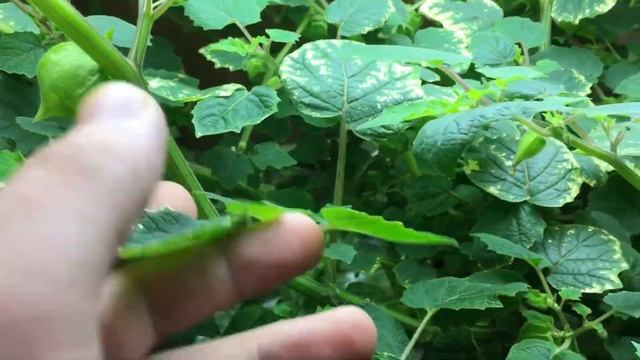 Indoor Ground Cherry Plant Update: Patiently Gathering And Waiting! смотреть онлайн