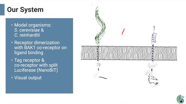 UZurich: Plant Immunity based Biosensing (2020) - Team Presentation [English] смотреть онлайн