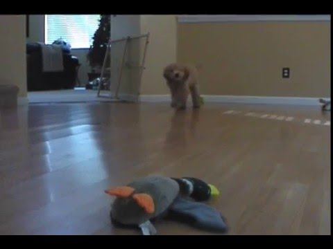 Apricot Poodle Good Bad and The Ugly смотреть онлайн