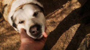 Обработка собак и будок от клещей, блох, мух