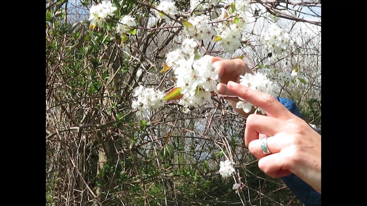 Amelanchier, Serviceberry смотреть онлайн