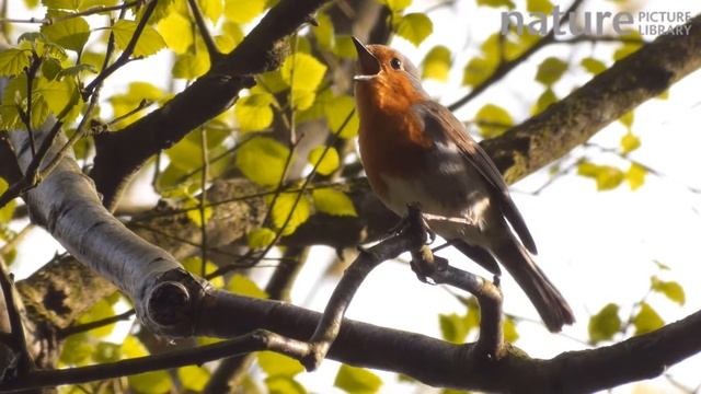 European robin singing in birch tree, Millison's Wood, Birmingham смотреть онлайн