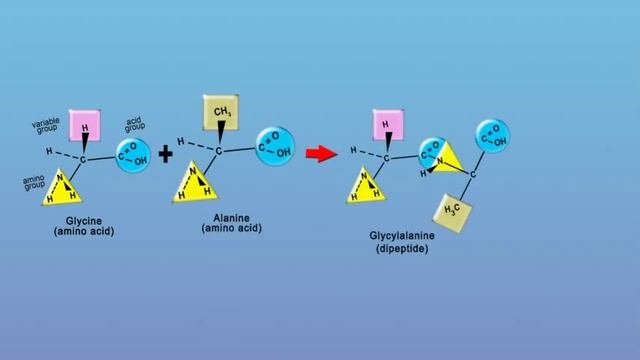Peptide Bonds смотреть онлайн