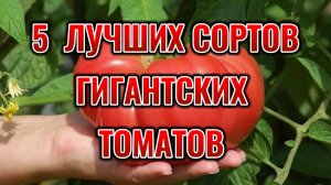 5 сортов томатов которые завалят урожаем в 2025 году