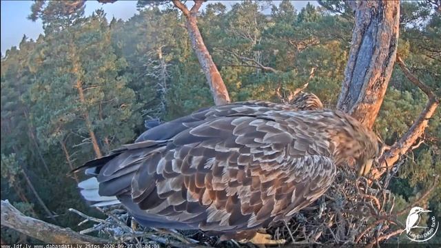 ~Jūras ērgļi (Haliaeetus albicilla) Slīteres - Bieliki Zwyczajne - SILVA & SLITERS~ смотреть онлайн