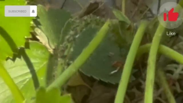 Samo 1 Kašika I Lisne Uši Nestaju Zauvijek! Najjači Prirodni Repelent