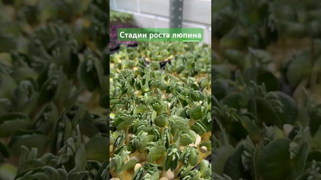 Микрозелень люпина. Съедобный сорт, идеален для украшения блюд 🌱 #микрозелень смотреть онлайн