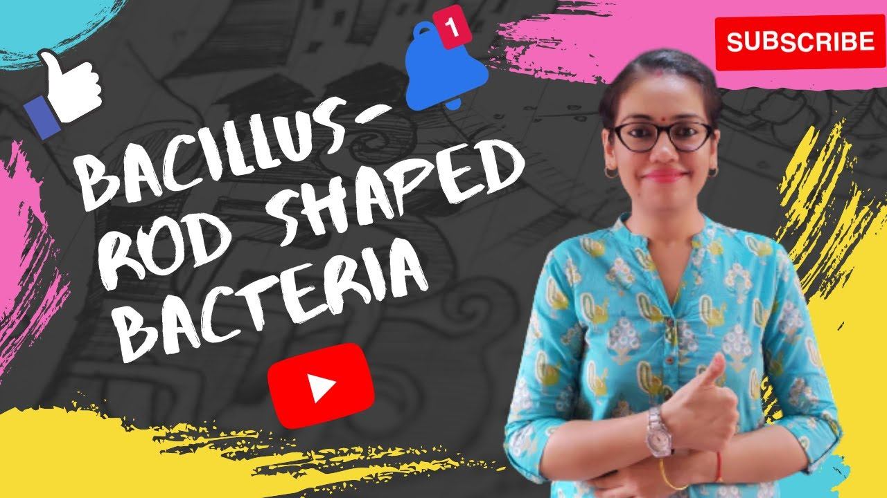 LECTURE 28:BIOLOGY CLASS XI-BIOLOGICAL CLASSIFICATION-EUBACTERIA- BACILLI- ROD SHAPED BACTERIA смотреть онлайн