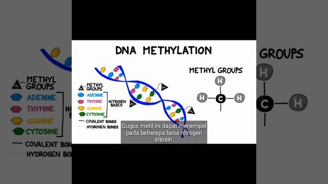 Proses Metilasi DNA смотреть онлайн