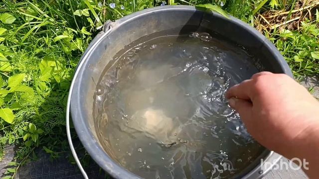 ТРИ ПРОСТЫХ СПОСОБА КАК СПАСТИ КУР ОТ ЖАРЫ//БЕЛГОРОДСКИЙ КОРМ ВЫРУЧАЕТ. смотреть онлайн