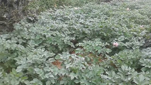 lanjutan penerapan asam amino +booster+psb Mantap pisan👍👍👍 смотреть онлайн